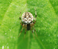 Neoscona adianta