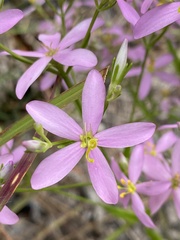 Sabatia brachiata