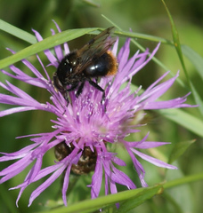 Volucella bombylans