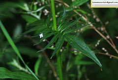 Valeriana officinalis