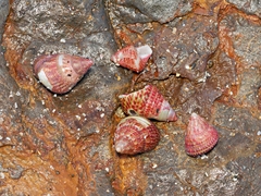 Prothalotia pulcherrima