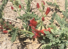 Sphaerophysa salsula