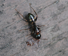 Camponotus quadrinotatus
