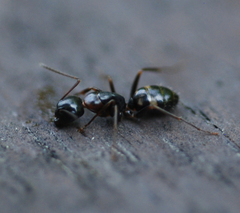 Camponotus quadrinotatus