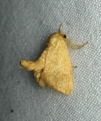 Tortricidia testacea