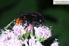 Bombus ignitus