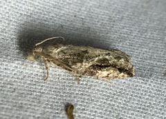 Proteoteras crescentana