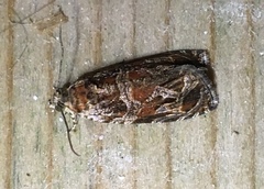 Olethreutes tilianum