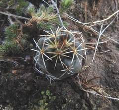 Coryphantha ottonis