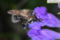 Bombus pseudobaicalensis