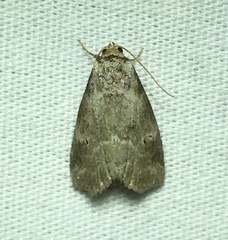 Hyperstrotia pervertens