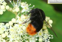 Bombus ignitus