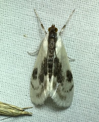 Cliniodes ostreonalis
