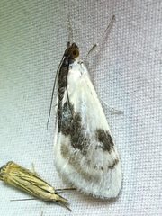 Cliniodes ostreonalis
