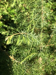 Juniperus
