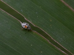 Psyllobora vigintimaculata