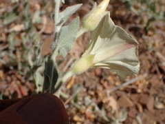 Calystegia malacophylla
