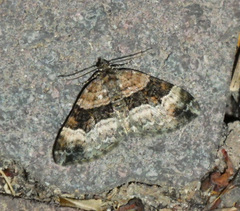 Xanthorhoe biriviata