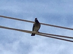 Columba livia domestica