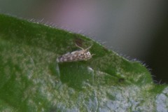 Eupteryx urticae