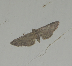 Eupithecia inturbata