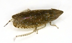 Scaphytopius acutus