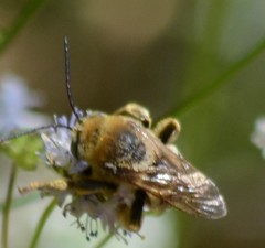 Svastra obliqua expurgata