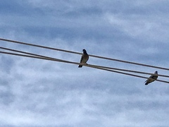 Columba livia domestica