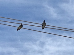 Columba livia domestica