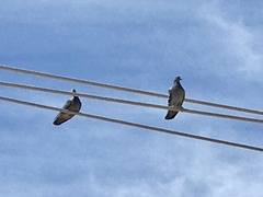 Columba livia domestica