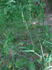 Poa nemoralis