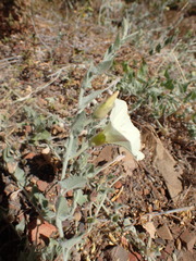 Calystegia malacophylla
