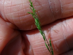 Poa nemoralis
