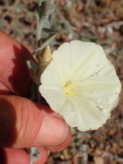 Calystegia malacophylla