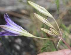 Brodiaea elegans elegans