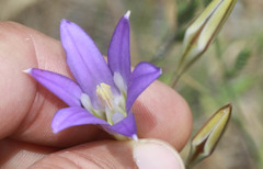 Brodiaea elegans elegans