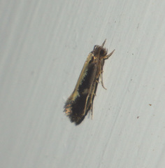 Monopis obviella