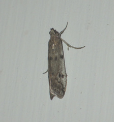 Phycitodes binaevella