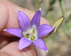 Brodiaea elegans elegans