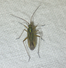 Oncotylus viridiflavus