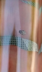 Anisosticta bitriangularis