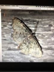 Aethalura intertexta