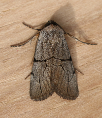 Sympistis greyi