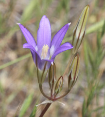 Brodiaea elegans elegans
