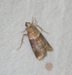 Acrobasis repandana