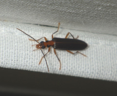 Nacerdes carniolica