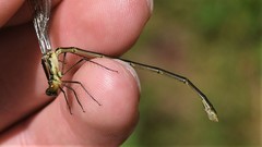 Lestes vigilax