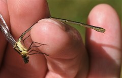 Lestes vigilax