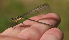 Lestes vigilax