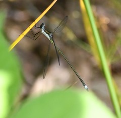 Lestes vigilax